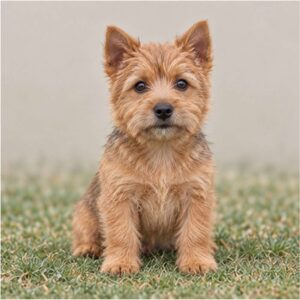 Small, sturdy Norwich Terrier with a wiry coat, standing alert outdoors