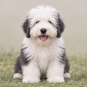 Fluffy, gray and white dog standing proudly with a playful expression