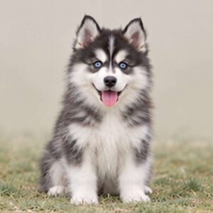 Fluffy, bright-eyed Pomsky standing proudly with a thick coat and perked ears