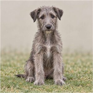 Tall, elegant dog with a wiry gray coat, standing proudly in grass