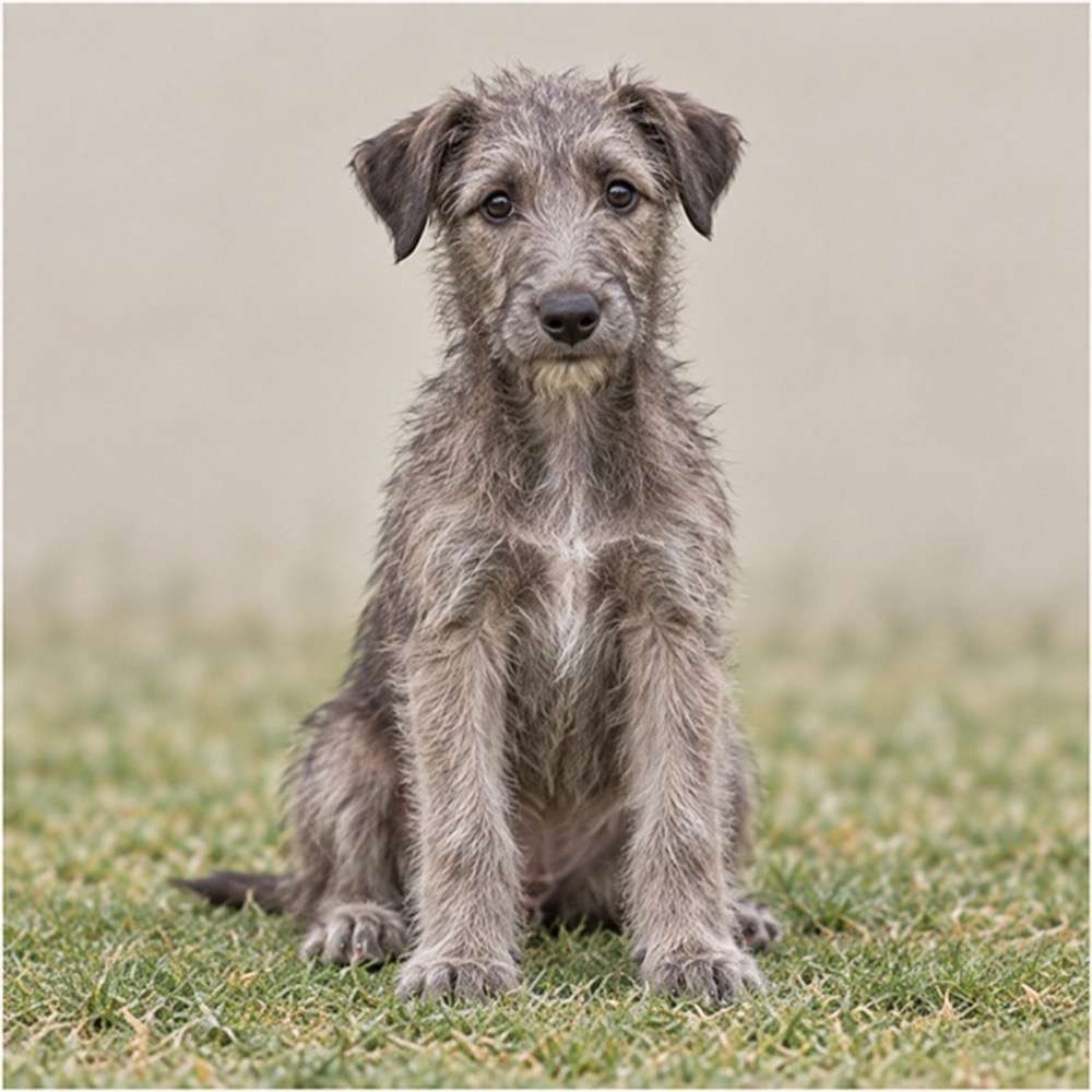 Tall, elegant dog with a wiry gray coat, standing proudly in grass