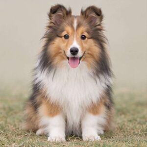 Ready-to-play Shetland Sheepdog with a fluffy, tricolor coat, standing alert