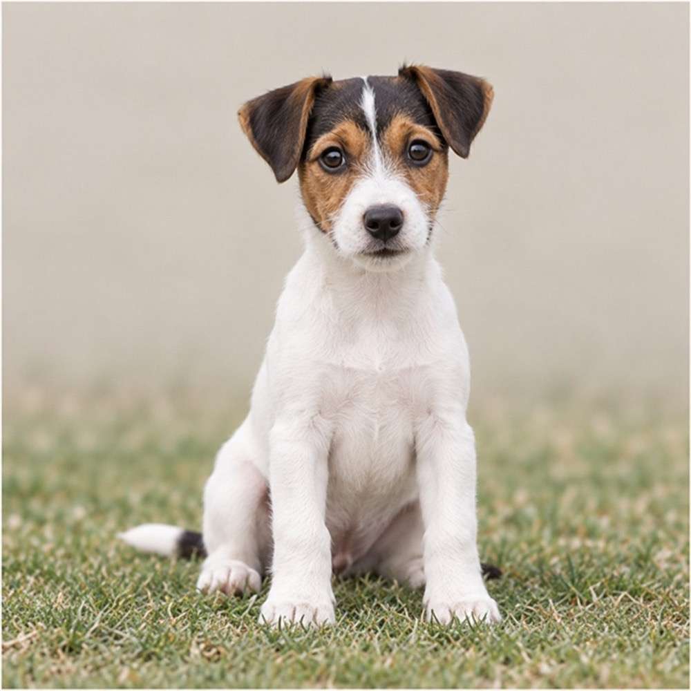 A playful smooth Fox Terrier with a short, white coat and black patches, standing alert