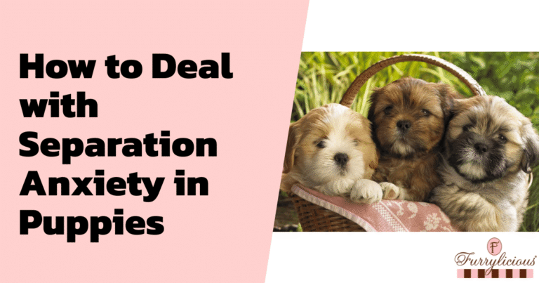 How to Deal with Separation Anxiety in Puppies