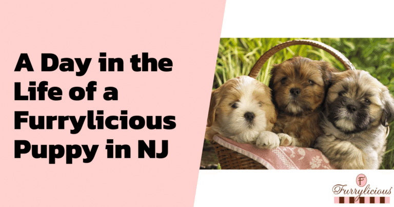 A Day in the Life of a Furrylicious® Puppy in NJ