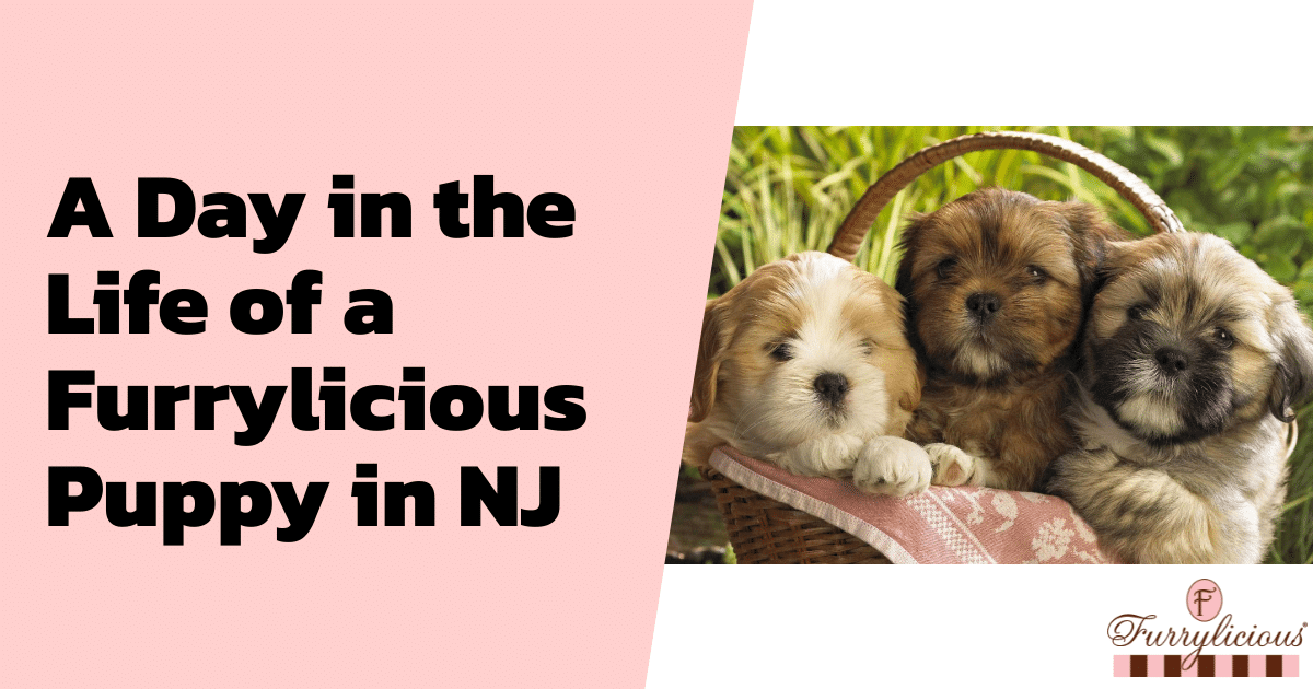 A Day in the Life of a Furrylicious® Puppy in NJ