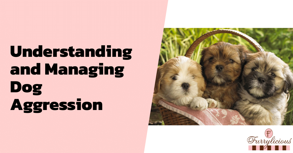 Understanding and Managing Dog Aggression
