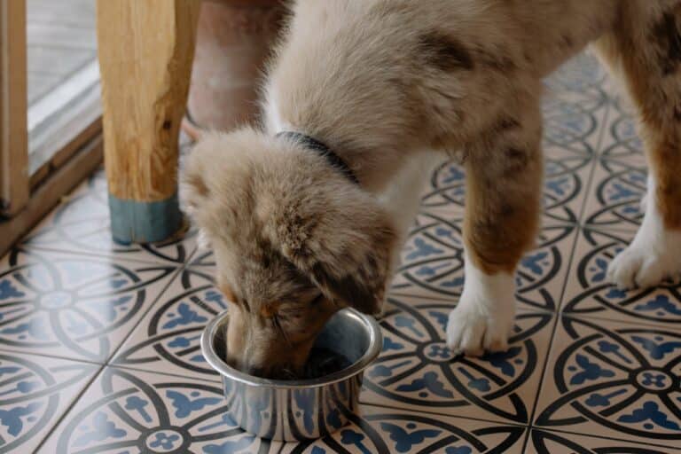Foods That Are Toxic for Dogs: A Comprehensive Guide