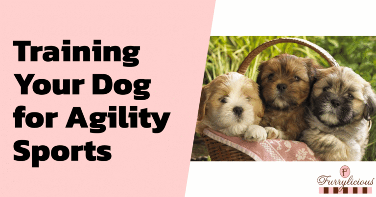 Training Your Dog for Agility Sports