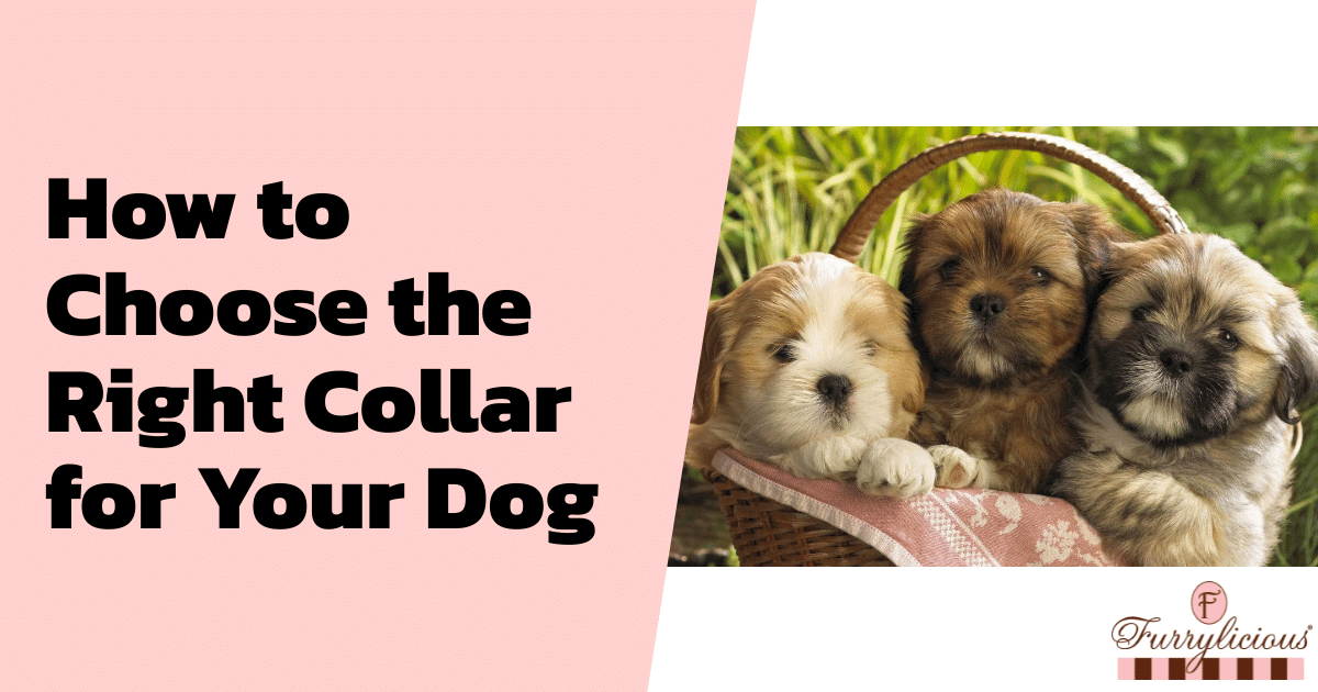 How to Choose the Right Collar for Your Dog