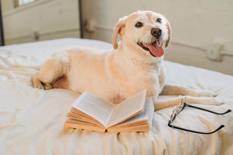 Labrador Retriever Breed Guide