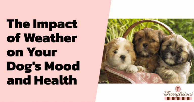 The Impact of Weather on Your Dog’s Mood and Health