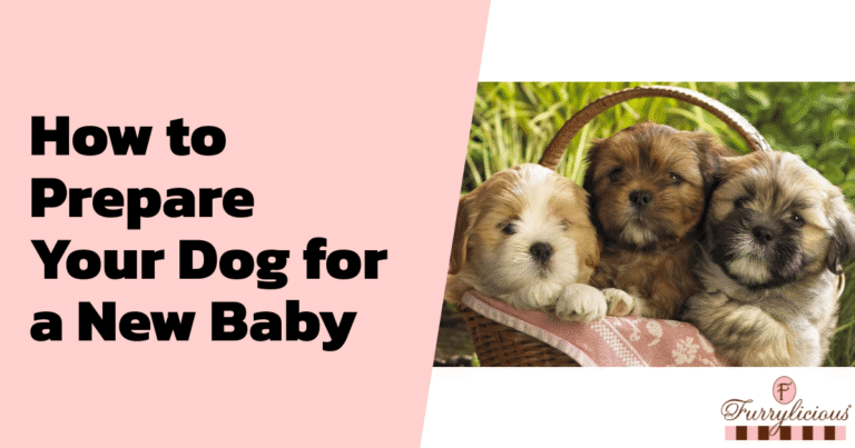 How to Prepare Your Dog for a New Baby
