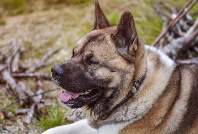 Why You Should Adopt American Akita