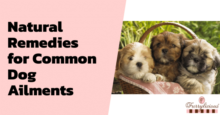 Natural Remedies for Common Dog Ailments