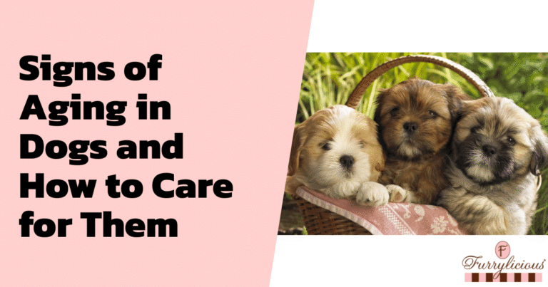 Signs of Aging in Dogs and How to Care for Them