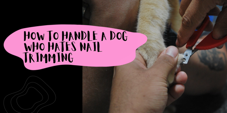 How to Handle a Dog Who Hates Nail Trimming: Tips for Nervous Pets