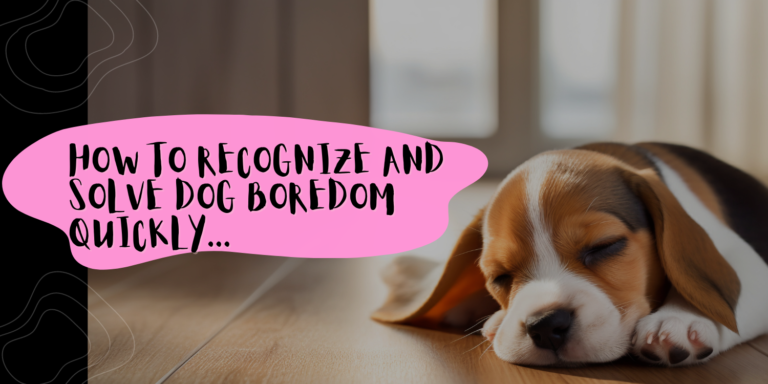 How to Recognize and Solve Dog Boredom Quickly