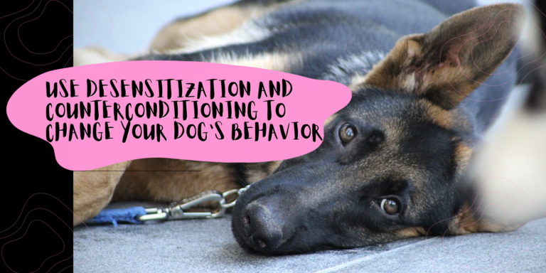 How to Use Desensitization and Counterconditioning to Change Your Dog’s Behavior