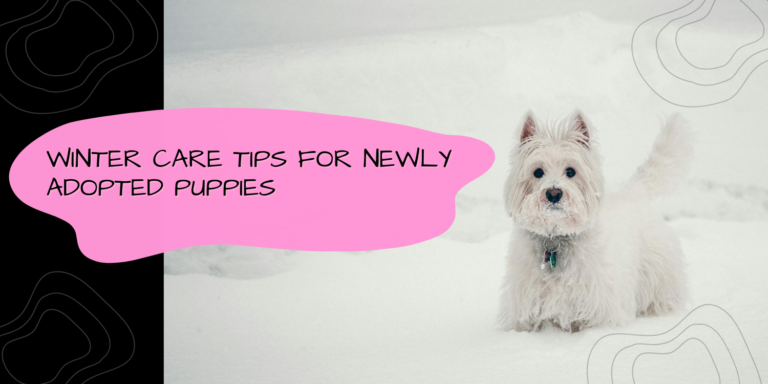 Winter Care Tips for Newly Adopted Puppies