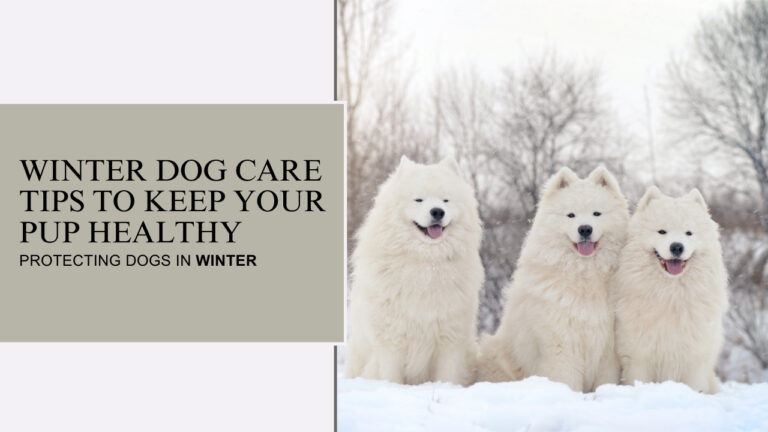 Winter Dog Care Tips to Keep Your Pup Healthy