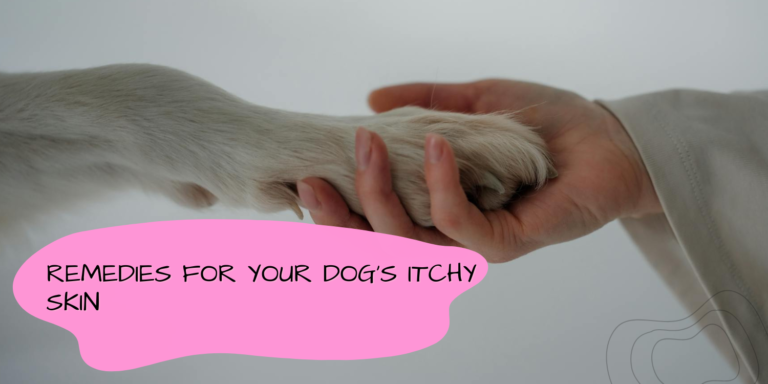 Remedies for Your Dog’s Itchy Skin