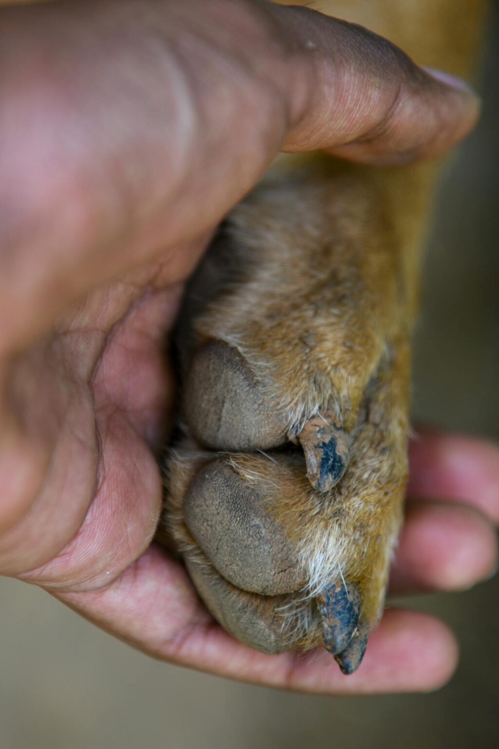 Furrylicious® Remedies for Your Dog's Itchy Skin Furrylicious®