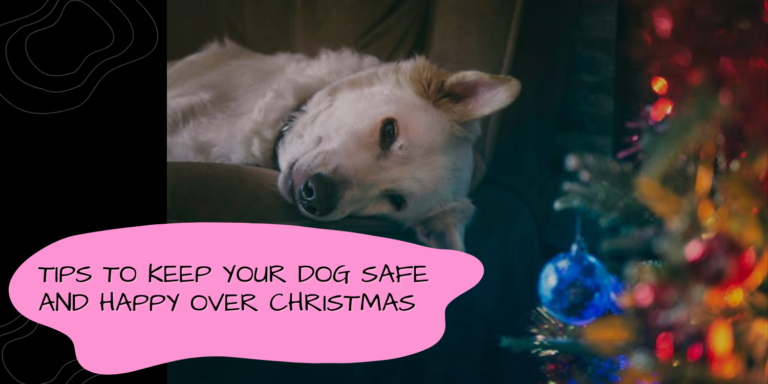 Festive Safety: Top Tips to Keep Your Dog Safe and Happy Over Christmas
