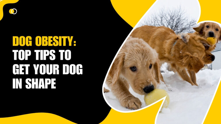 Dog Obesity: Top Tips to Get Your Dog in Shape