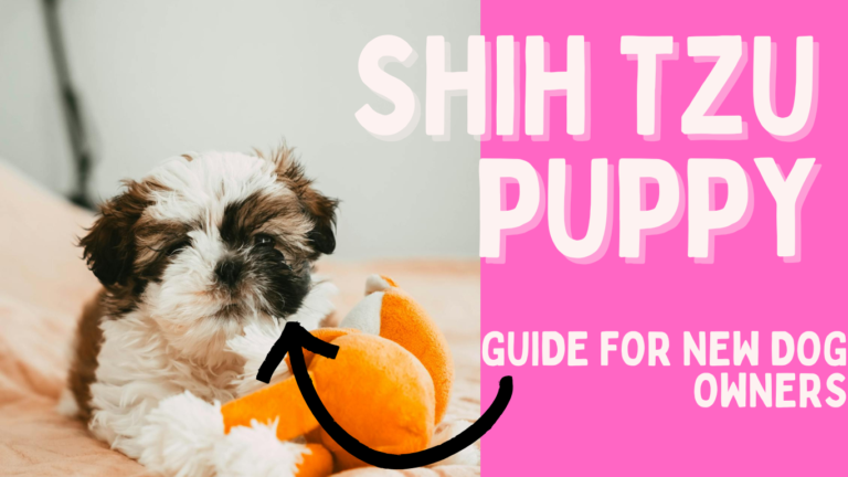 Shih Tzu Puppy: Guide for New Dog Owners