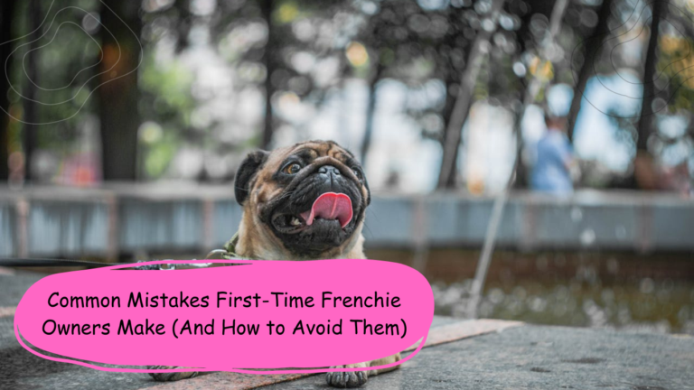 Common Mistakes First-Time Frenchie Owners Make (And How to Avoid Them)