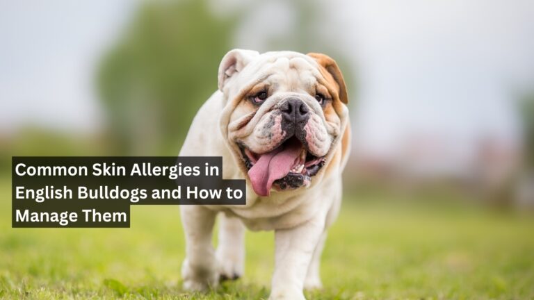 Common Skin Allergies in English Bulldogs and How to Manage Them