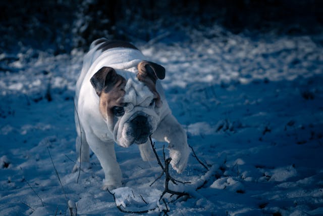 English Bulldogs