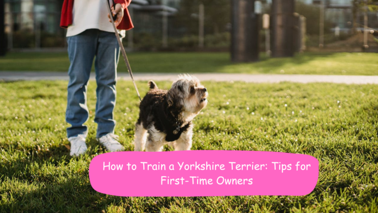 How to Train a Yorkshire Terrier: Tips for First-Time Owners