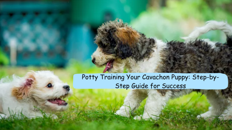Potty Training Your Cavachon Puppy: Step-by-Step Guide for Success