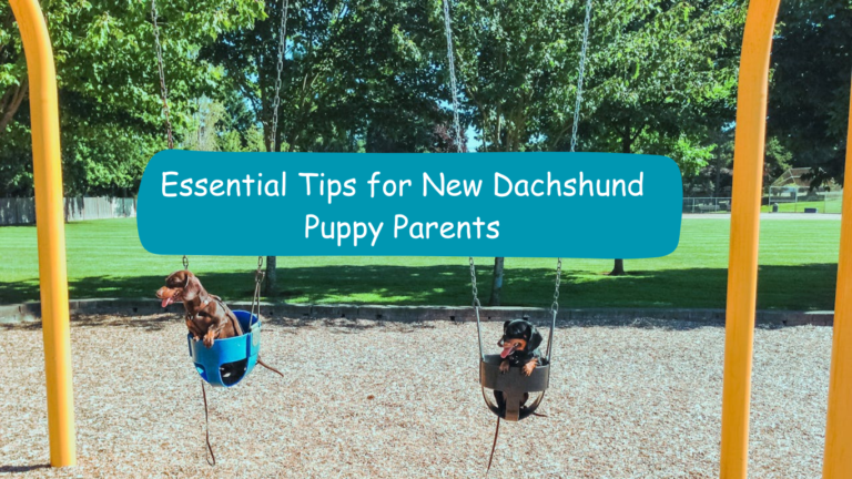 Essential Tips for New Dachshund Puppy Parents