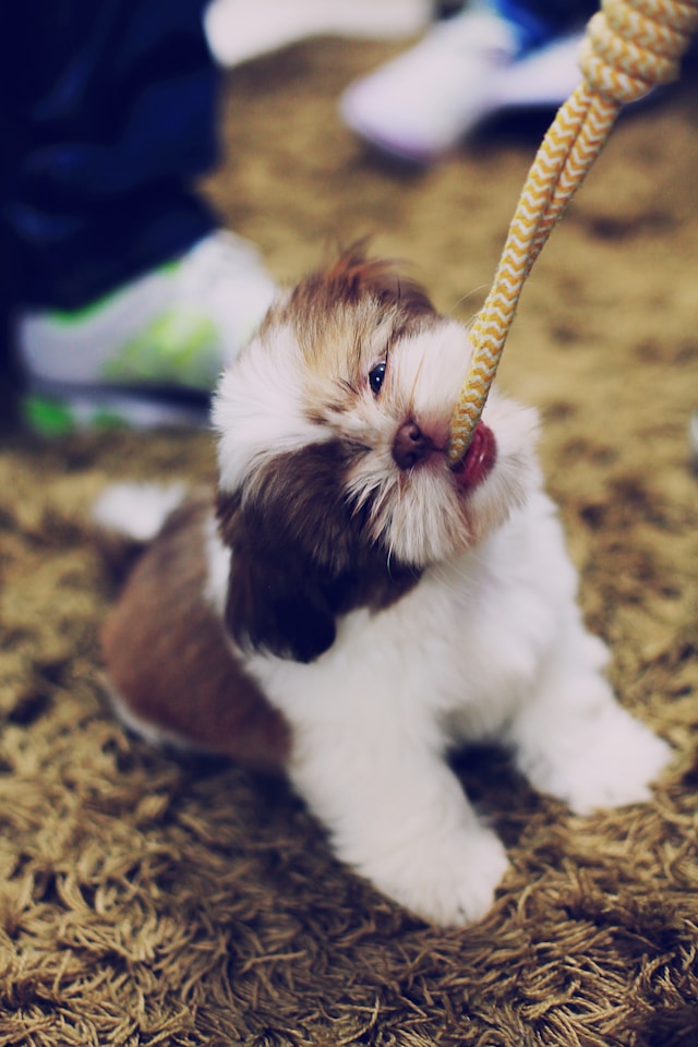 Lhasa Apso Puppies