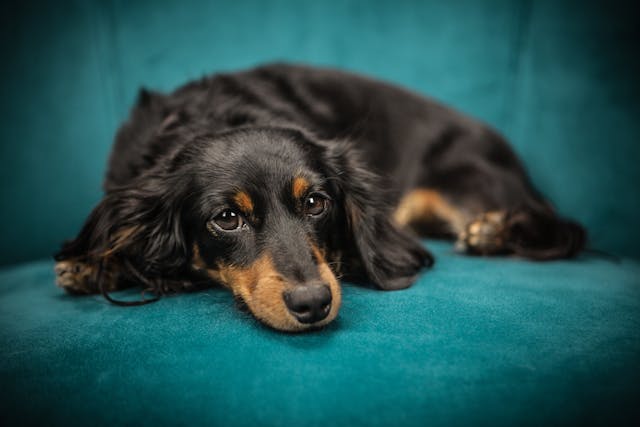 Grooming Tips for Dachshund Puppies: Smooth, Wirehaired, and Longhaired