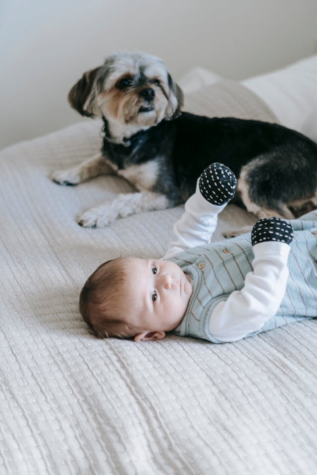 puppy and baby