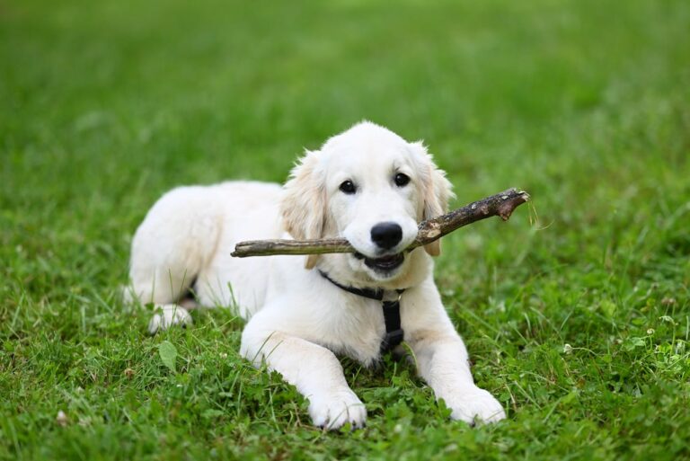 How Long Does Puppy Teething Last? Timeline & Comfort Tips