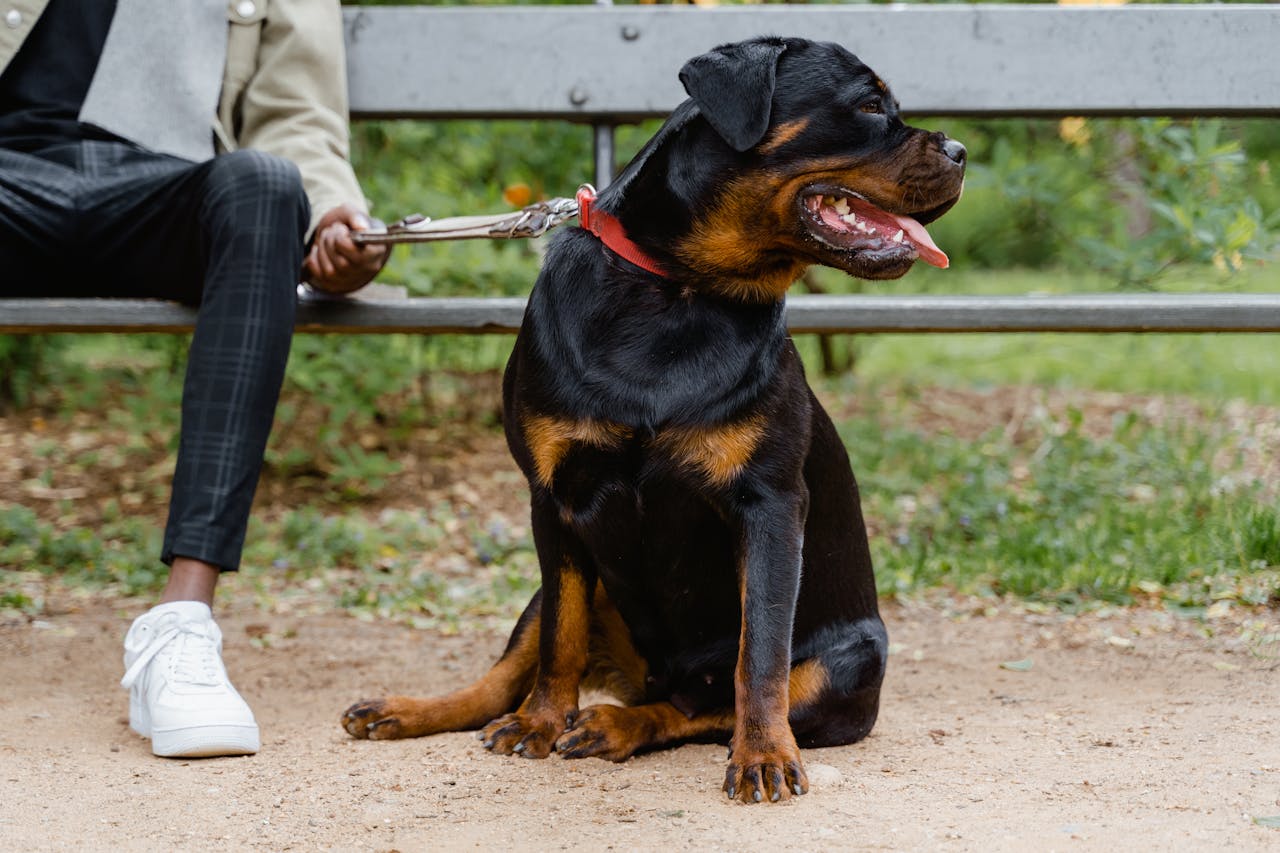 First-Time Rottweiler Owner