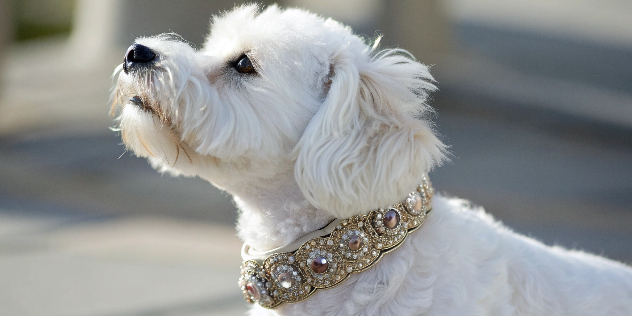 Stylish white dog wearing a jeweled high fashion dog collar.