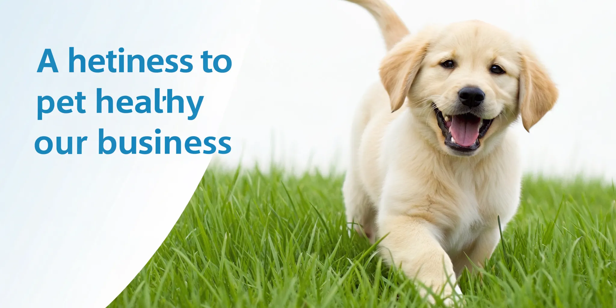 A golden retriever puppy, one of the best breeds for first time owners, running on the grass.