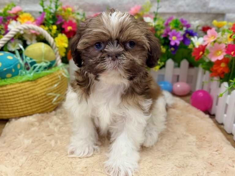 Are Furrylicious Puppies Purebred? Here’s What You Should Know