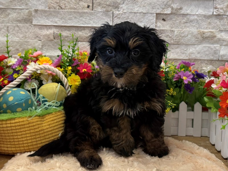 Bernedoodle Mini F1b -4130 - Image 2