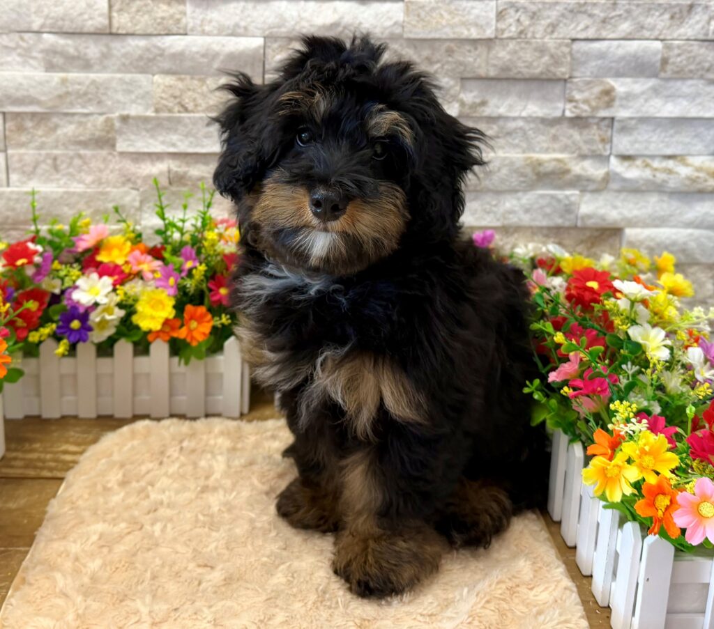 Bernedoodle Mini F1b -4130 - Image 1