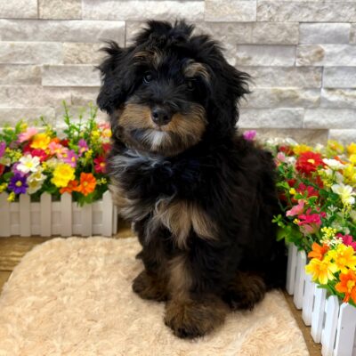 Petunia Bernedoodle Mini F1b