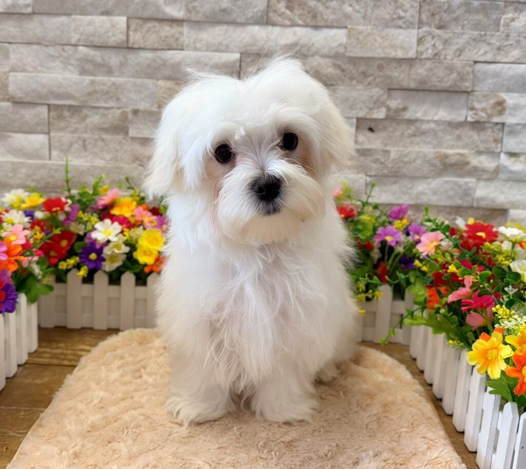 Maltese - 8957 - Image 1
