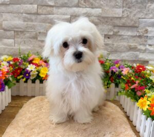 Furrylicious® Maltese puppy available