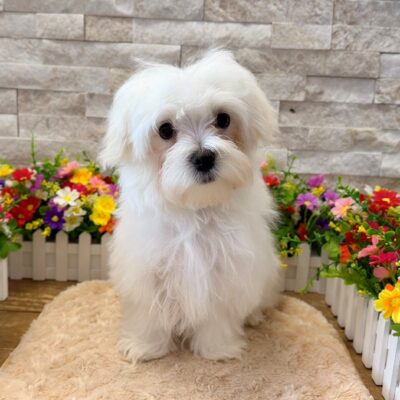 Reed Maltese